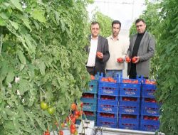 Topraksız Serada İlk Domates Hasadı Yapıldı