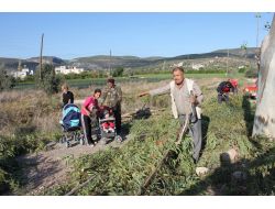 Silifke’nin Poyrazı Ağaç Dallarını Kestiriyor