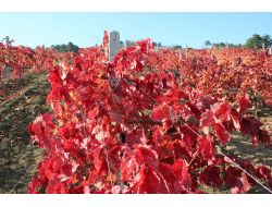 Üzüm Bağının Yaprakları Kırmızıya Büründü