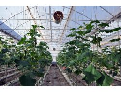 "Kurtalan, Tarım Ve Hayvancılık Alanında Önemli Bir Cazibe Merkezi"