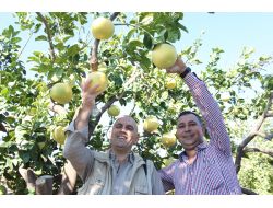 Bir Ağaç Kavunu Meyvesi 4 Buçuk Kilogram Ağırlığa Ulaşabiliyor