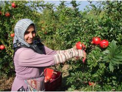 Irlıganlı'nın Pamuk Ovaları, Nar Bahçesine Döndü