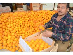 FİNİKE'DE PORTAKAL HASADI HIZ KAZANDI