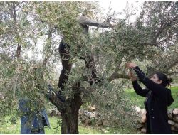 Chp’liler Oy Alamadıkları Köylerde Zeytin Topladı