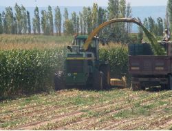 Develi İlçesinde Mısır Ekimi, Pancarın İki Katına Çıktı