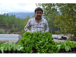 Gelişen Çiğ Köfte Sektörü, Marul Üretimini Patlattı