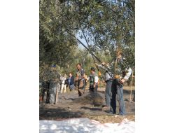 Zeytin Üreticisine 19 Adet Zeytin Silkme Makinesi