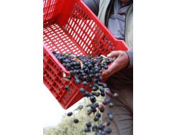 Zeytin Üreticiyi Dertli Hem Rekolte Hem De Fiyat Düşük