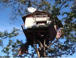 Rizeli 3 Kafadar Ağaç Evde Yaşıyor