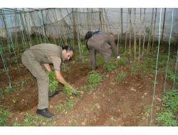 Domates Serasında 10 Bin Kök Hint Keneviri Yetiştirmiş