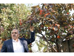 Her Yeni Doğan Çocuk İçin Bir Adet Trabzon Hurması Dikilecek