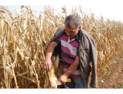 Gap Çiftçisi Pamuğun Yerine Mısır Ekimine Yöneldi