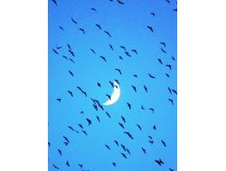 Kuşların, Hilal İle Objektiflere Yansıması