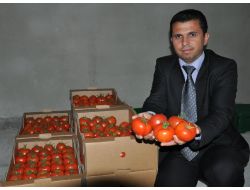 Plansız Üretim Ve Kötü Hava Şartları, Sebzeyi Çöpe Götürdü