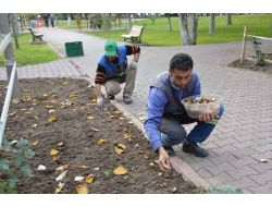 Kocasinan'da 50 Bin Lale Soğanı Toprakla Buluştu