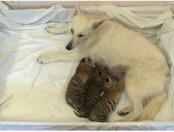 Köpek Talli, Üç Kaplan Yavrusuna Annelik Yapıyor