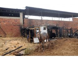 Yangında Öldü Sanılan At, Ayağa Kalkıp Yürüdü