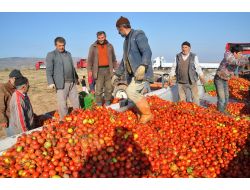 Yozgat'ta Devlet Meyvecilik Projesi Yaptı, Köyden Göçenler Geri Döndü