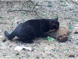 Suriye'deki Saldırıda Yavrusunu Kaybeden Kediden İnsanlık Dersi