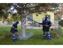 Kocasinan'da Ağaçlara Kışlık Bakım