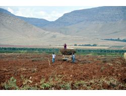 Kızıltepe'de Pamuk Çalıları Yakacak Olarak Kullanılıyor