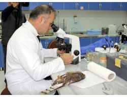 Rize’de Atmaca Ölümleri Hızla Artıyor