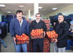 Domates Üreticisi Sıkıntılı