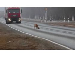 Rusya’da Anne Köpeğin Otobanda Yürek Burkan Mücadelesi