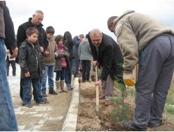 Turhallılar Yavşan Mezarlığı'na Ağaç Dikti