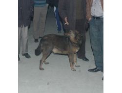 Alev Alev Yanan Dükkanda Mahsur Kalan Köpeği, İtfaiye Kurtardı