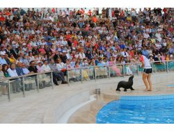 GAZİANTEP HALKI FOKLARI SEVDİ