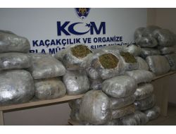 Tavuk Kümesinde Esrar Sevkiyatı