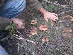 Dursunbey'de Melki Mantarının Mevsimi Geldi