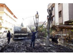 Yenimahalle'de Budanan Ağaçlar İhtiyaç Sahiplerine Yakacak Oldu