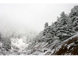 Zigana Beyaza Büründü