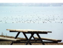 Göçmen Kuşların Yolculuğu Başladı