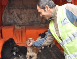 Otoyolda Ölüme Terk Edilen Yavru Köpekleri, Karayolları Görevlileri Kurtardı