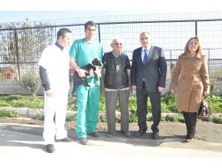 Bolu Belediyesi Hayvan Barınağı, Yüzlerce Sokak Köpeğine Ev Sahipliği Yapıyor