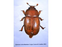 Toros Dağları'nın Zirvesinde Yaşayan Yeni Bir Böcek Türü Keşfedildi