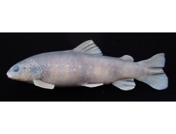 Rteü’de 4 Yeni Balık Türü Keşfedildi