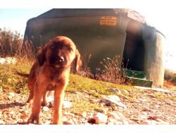 Köyündeki Türbeyi Restore Ettirmek İsteyen İş Adamı, Bürokrasiyi Aşamıyor