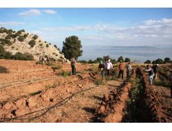 Burdur Gölü'nde Su Çekilmesinin Önüne Gül Üretimiyle Geçilecek