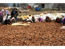 Gülnar'da 190 Ton Sedir Kozalağı Toprakla Buluştu