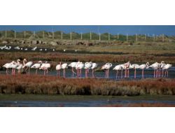 Prof. Dr. Sıkı: İzmir Kuş Cenneti’ne Çamur Atmayın