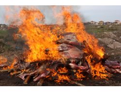 2,5 Ton Hastalıklı Et Yakılarak İmha Edildi