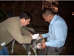 Burhaniye’de 5 Bin Yetişkin Sığıra Brusella Aşısı Yapılacak