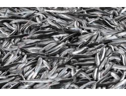 Barış Zaman: Abhazya’da Hamsi Katliamı Yapılıyor