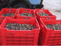 Hava Muhalefeti Zeytin Hasatına Ara Verdirdi