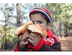 Ormanda Yetişen Doğal Mantar Ete Rakip Oldu