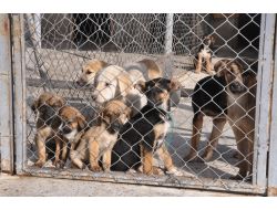 Kazan Belediyesi, Hevesle Alınan Köpeklerin Sokağa Bırakılmasından Şikayetçi